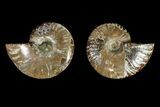 Agatized Ammonite Fossil - Crystal Filled Chambers #145932-1